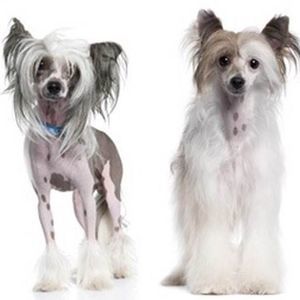 Meet your Posher, Pam